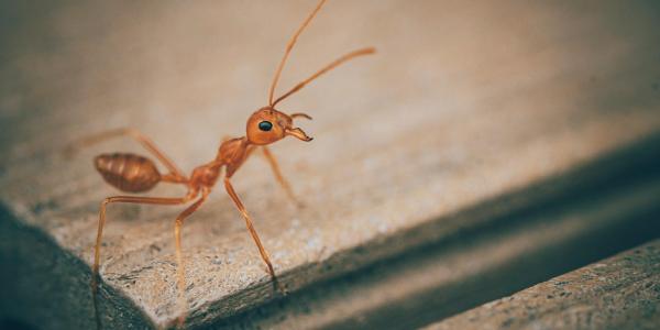 Ant on Corner of Table