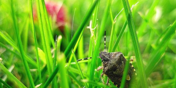 a stink bug in the grass