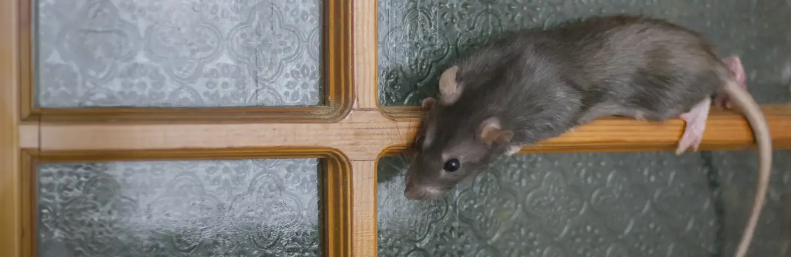 mouse crawling on door