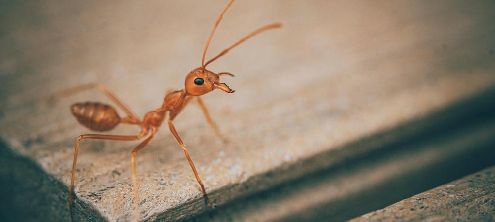 Ant on Corner of Table