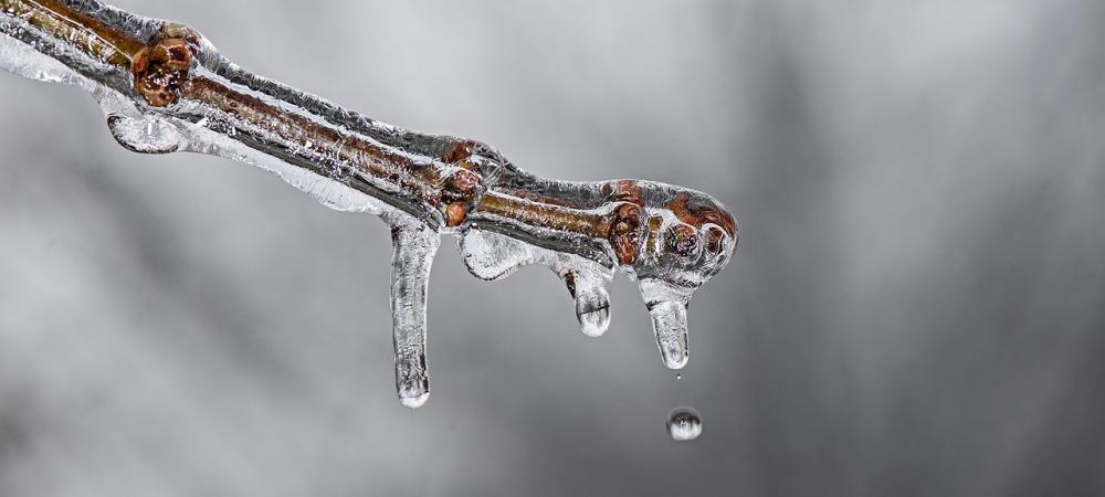 Snow melting on branch